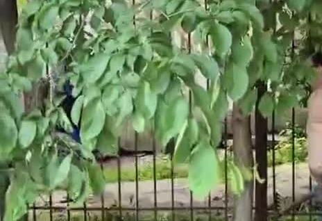 
        Сотрудница детского сада прогнала наглого закладчика    