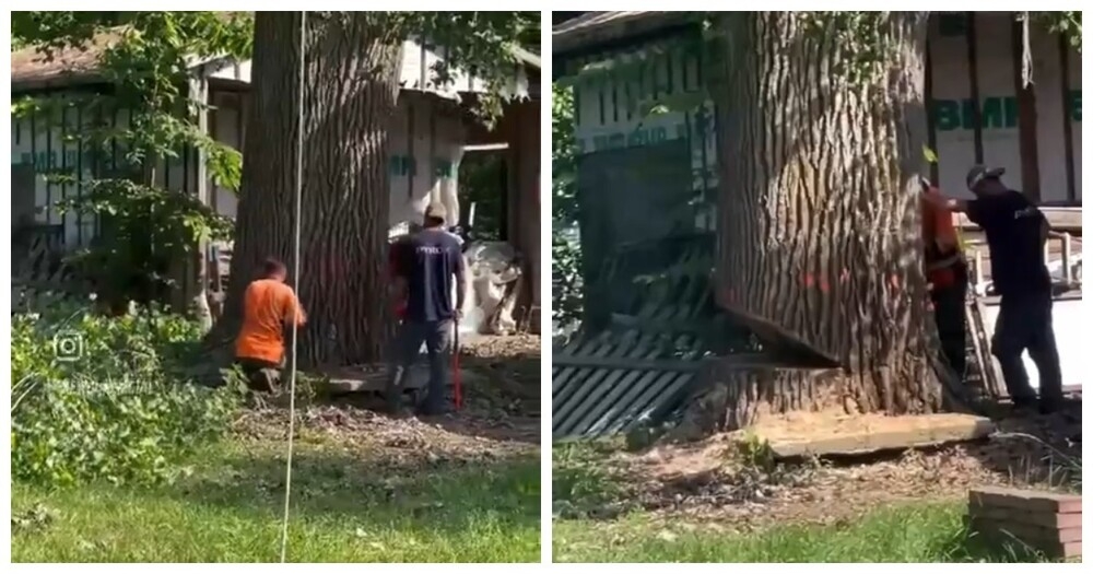 
        Как не следует рубить огромное дерево во дворе    