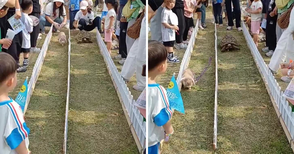 
        Забег кролика и черепахи    