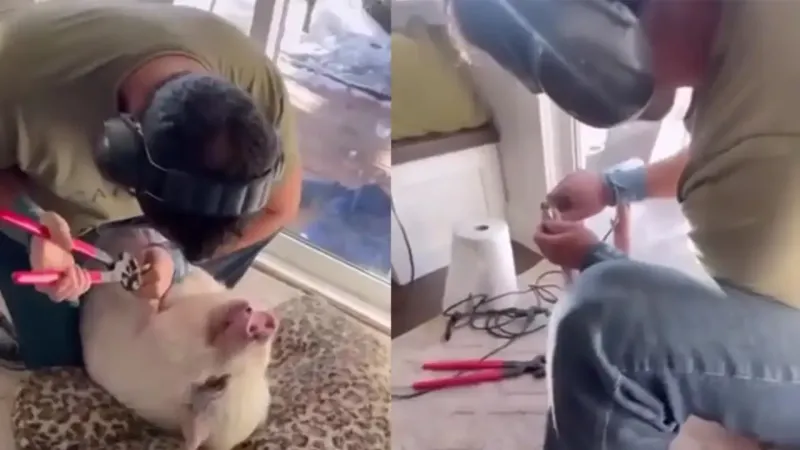 
        Маникюр для свиньи    