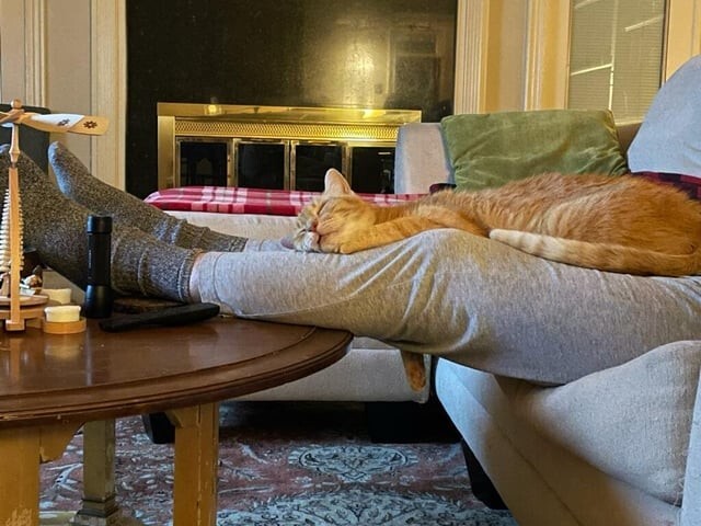 
        20 повседневных занятий котиков, которые не сразу поддаются идентификации    