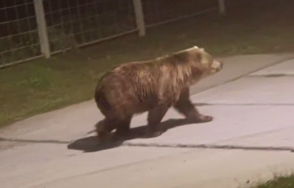 
        На Сахалине медведь прогулялся по городу и попал на видео    
