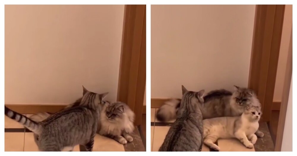 
        Котёнок-миротворец    