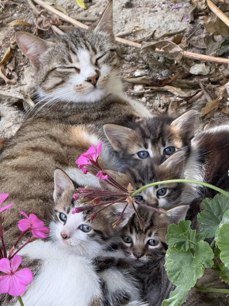 
        Кошачьи мечты: 20 занятий котиков в минуты лирического настроения    