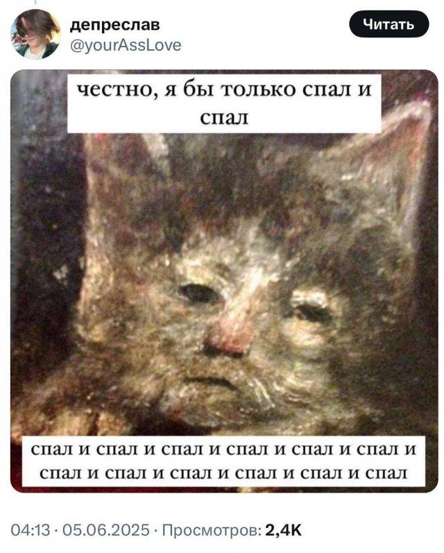 Любимые мемы с котами - кладезь грустных цитат