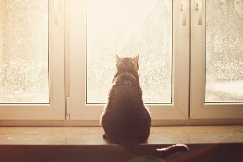 
        Оконные занятия котиков: 20+ философов, мечтателей и профессиональных наблюдателей    