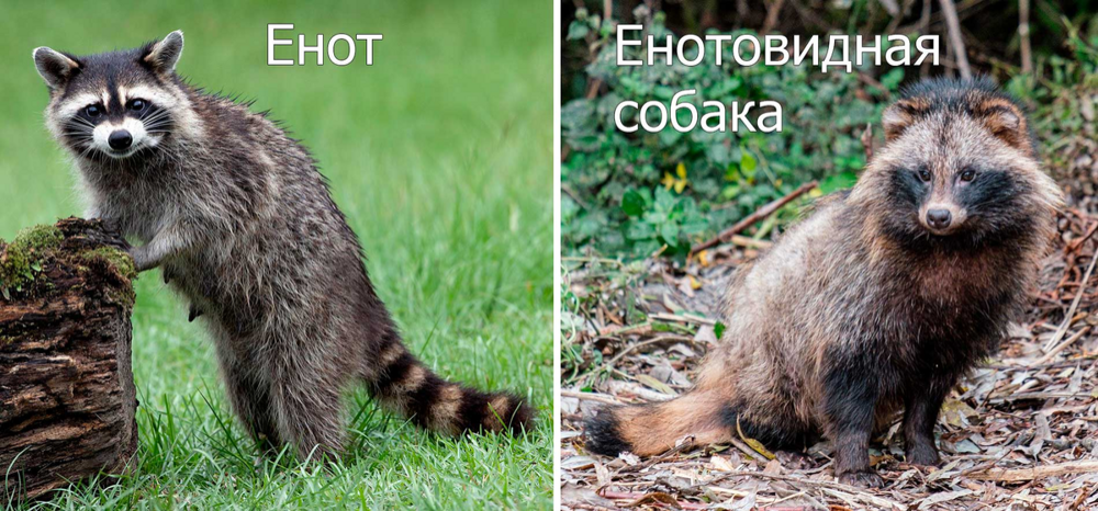 
        Енотовидная собака: советский эксперимент, который пошёл не по плану    