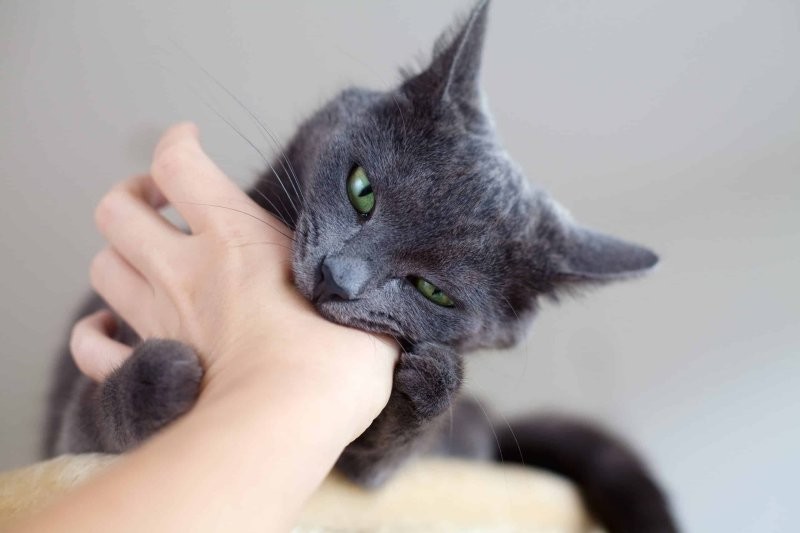 
        Шкала кусючести: 20 наглядных примеров классификации котокусей по степени интенсивности    