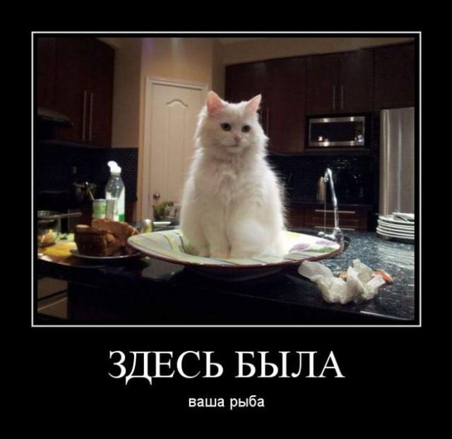 
			Демотиваторы №3673 (18 фото)