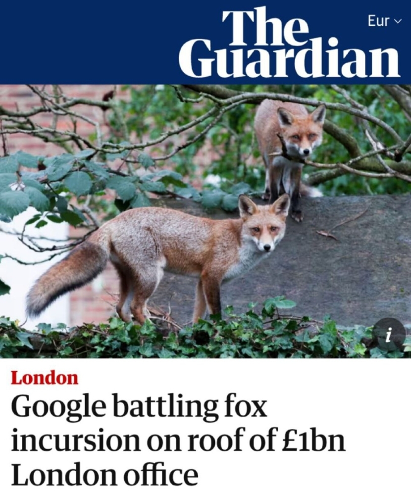 
        Лисы терроризируют британский офис Google    