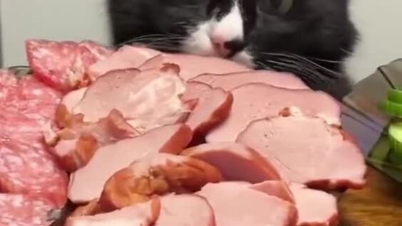
        Кот стащил кусок мяса из тарелки    