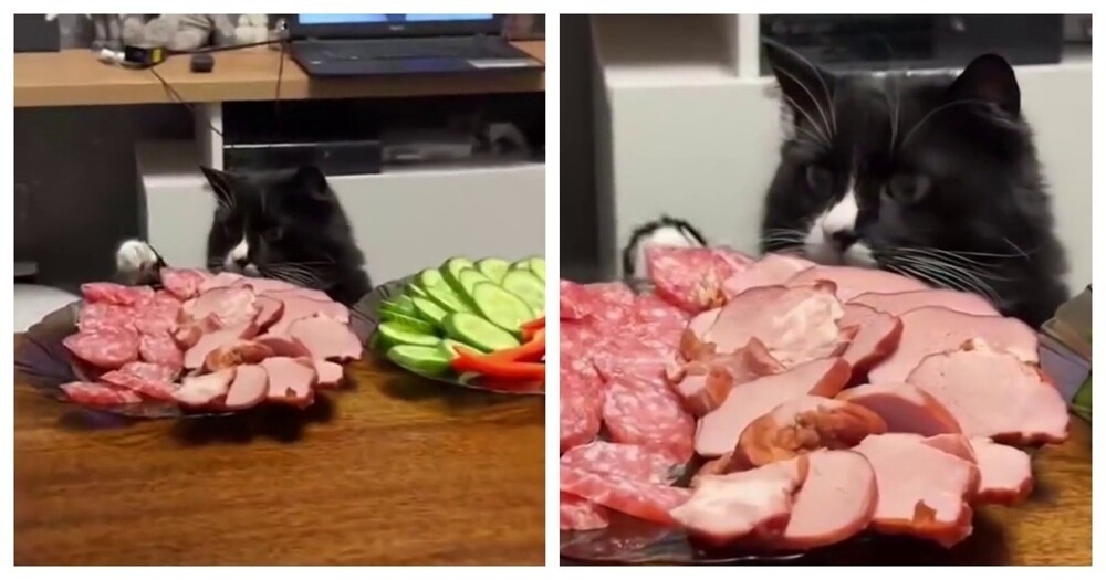 
        Кот стащил кусок мяса из тарелки    