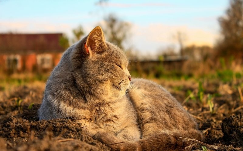 
        Солнечные лежебоки: 23+ питомца, которые обожают летнее солнце    