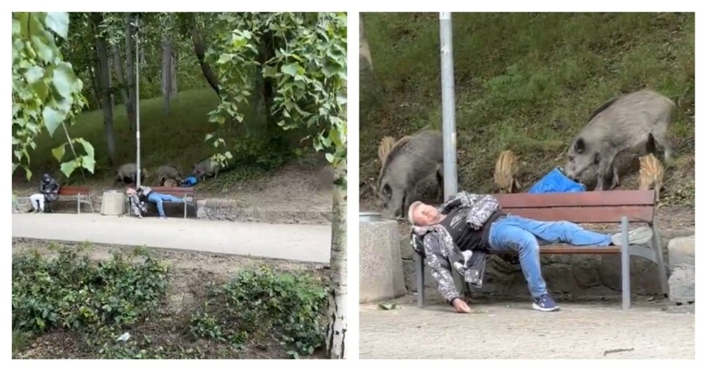 
        Единение с природой в Польше    
