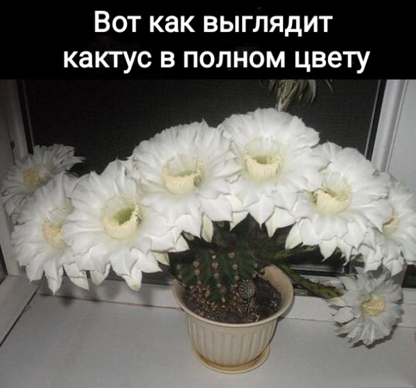 Мем №1527794