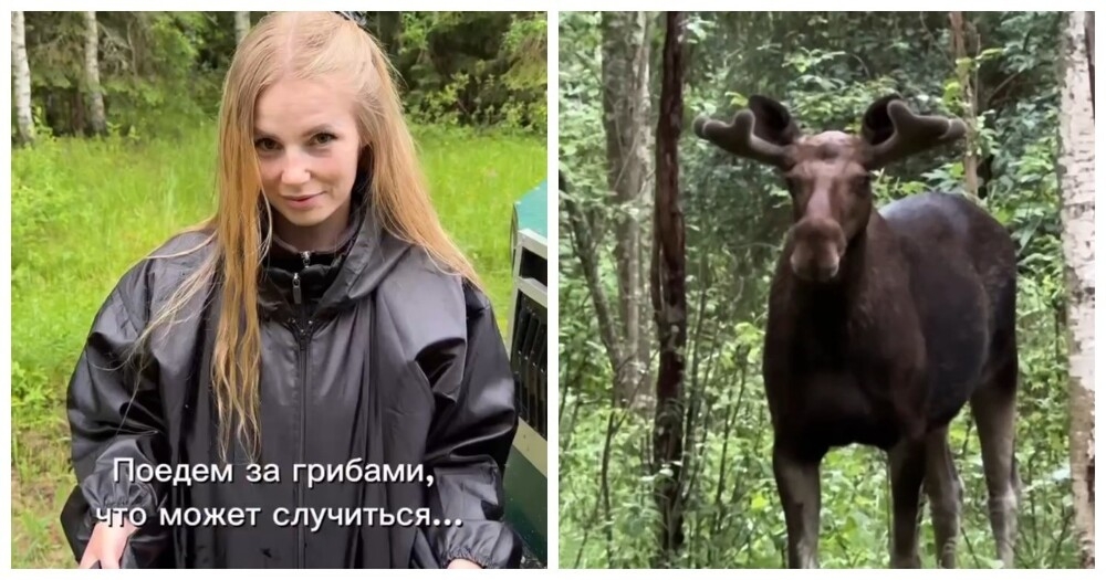 
        Топ неожиданных концовок одного из похода в лес Подмосковья    