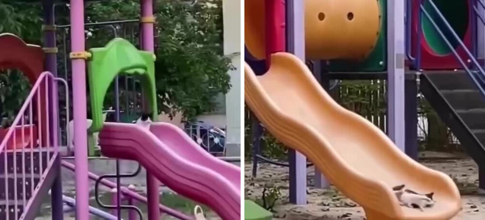 
        Когда в парке никого нет, маленький котёнок тайком катается с горки    