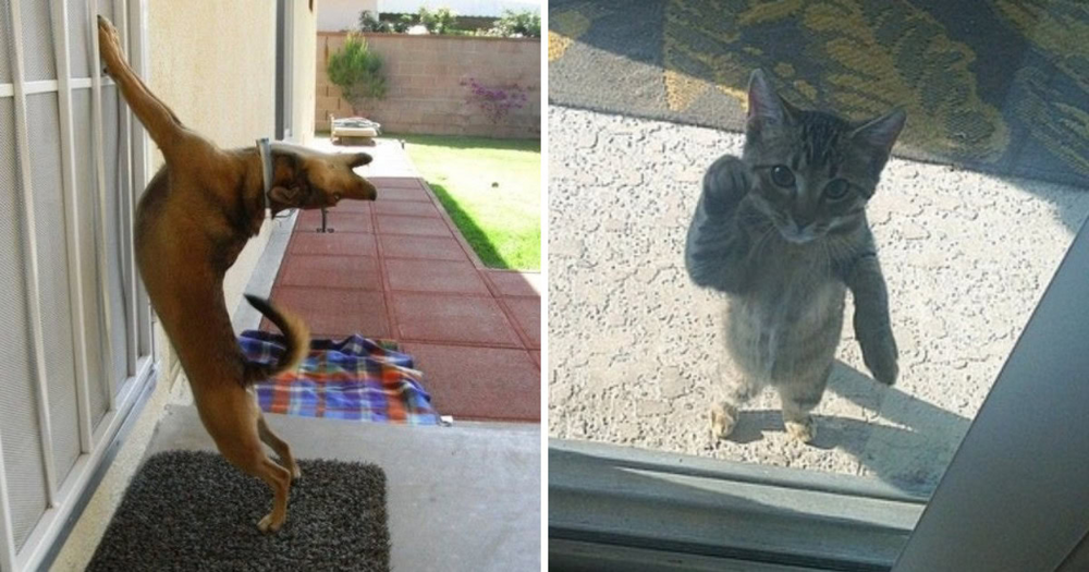
        17 фото животных, которым срочно понадобилось попасть внутрь    
