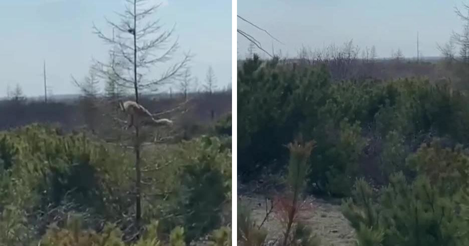
        На Сахалине очевидец снял на видео лису, которая вскарабкалась за бурундуком на сухую ёлку    