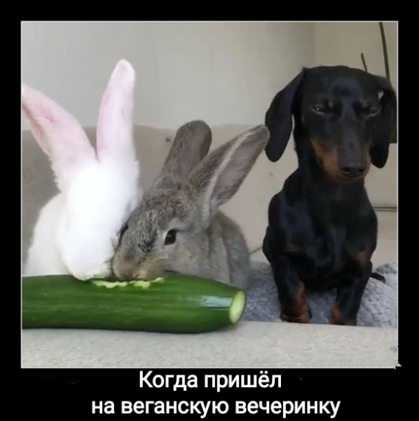 Мем №1531073