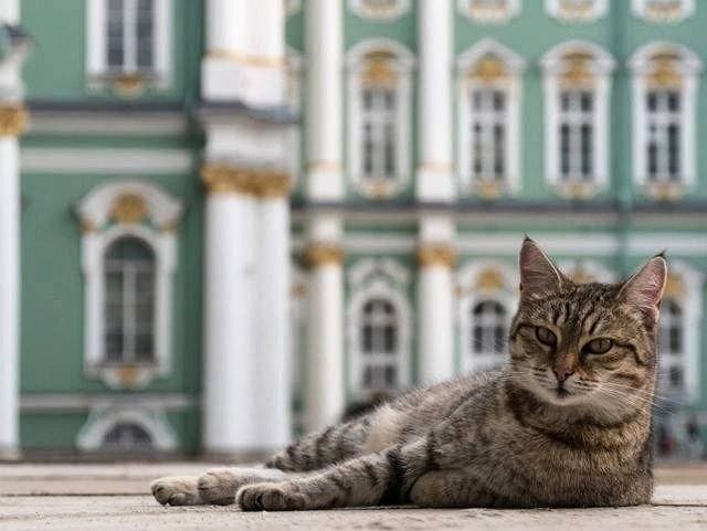
        Эрмитажные коты получили неожиданное наследство    