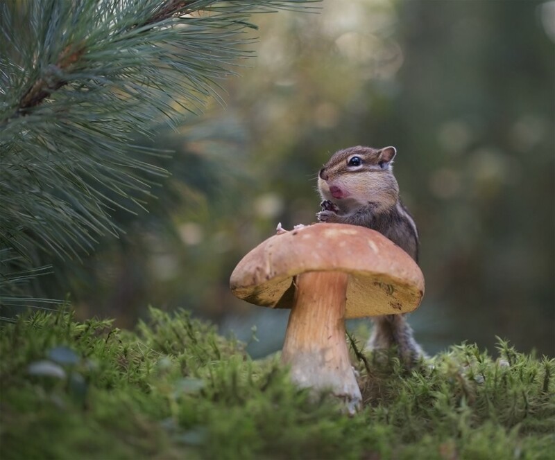 
        Грызунчики    
