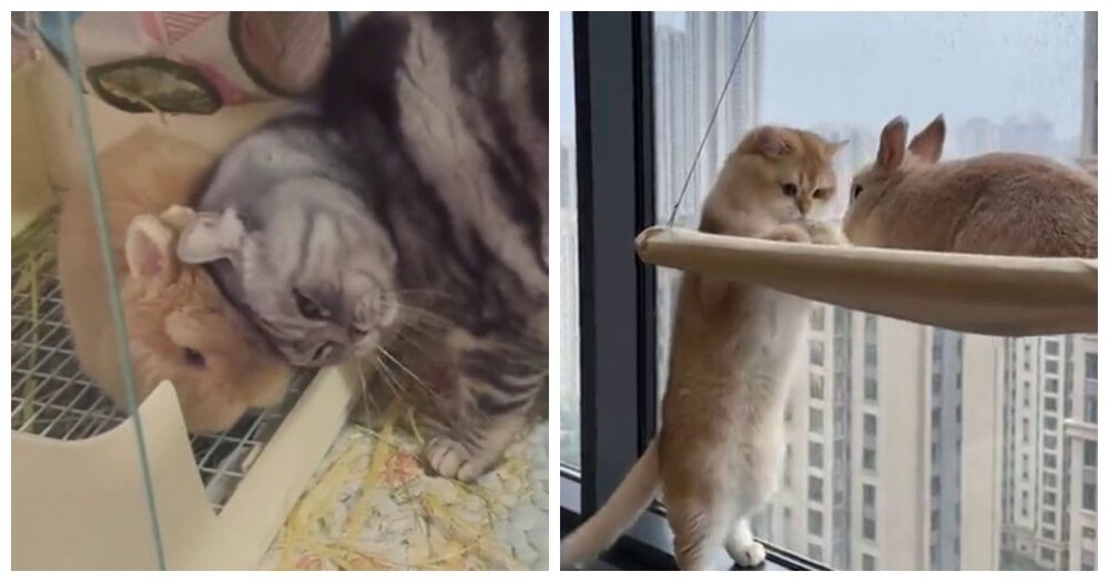 
        Удивительная дружба: коты и кролики    