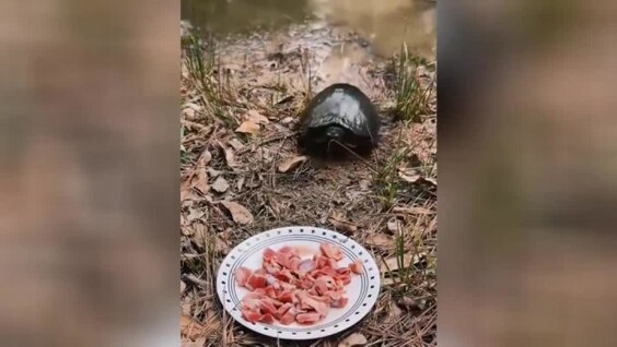 
        Переиграла и уничтожила: черепаха утащила всю тарелку с вкусняшками    