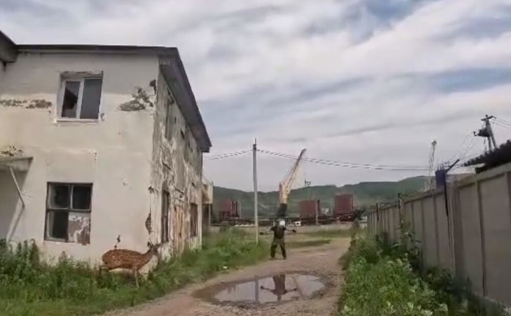 
        Как мужики раненого оленя спасали    