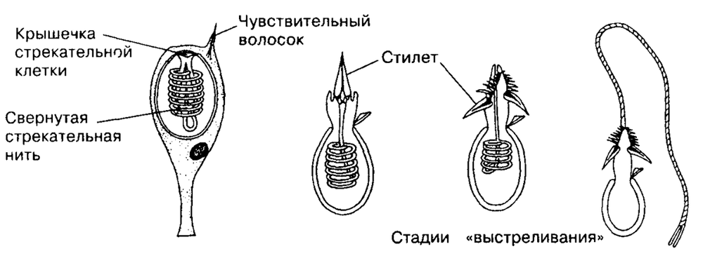 
        Волосистая цианея: медуза размером с многоэтажку    