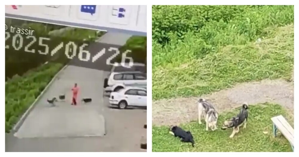 
        Нападение собак на женщину с ребёнком    
