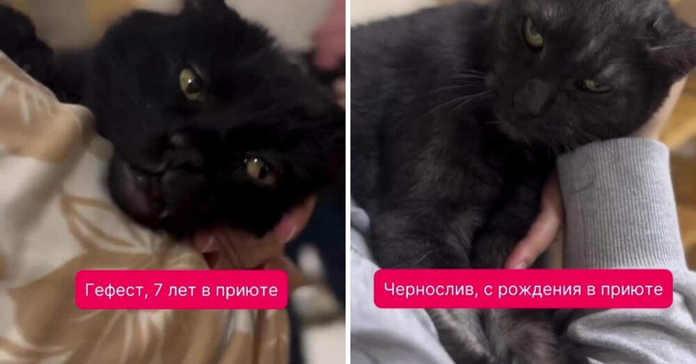 
        Как приютские коты радуются человеческому теплу    