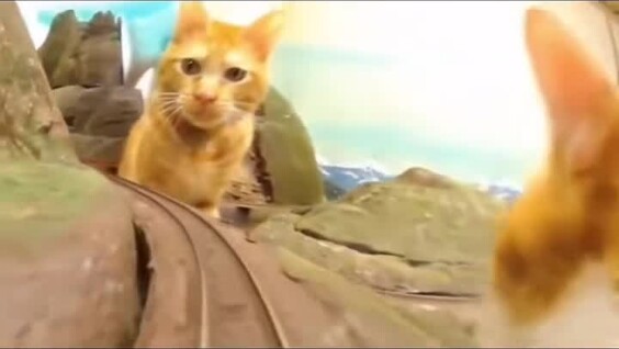 
        Коты против игрушечного поезда    