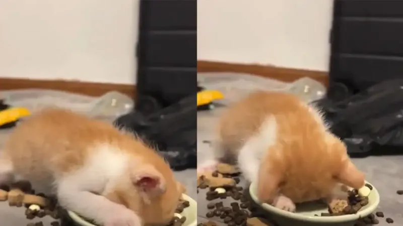
        Котёнок с головой погрузился в миску с кормом    