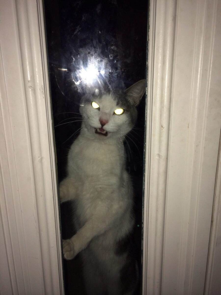 
        17 фото животных, которым срочно понадобилось попасть внутрь    
