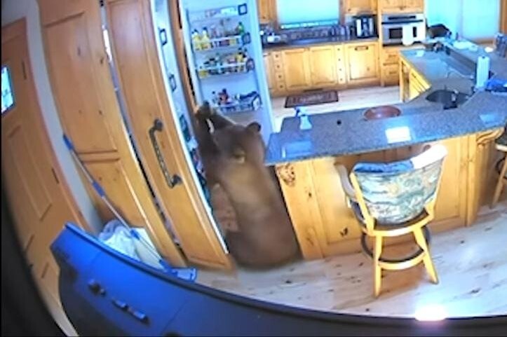 
        В Калифорнии медведица с детенышем залезли в дом и обчистили холодильник    