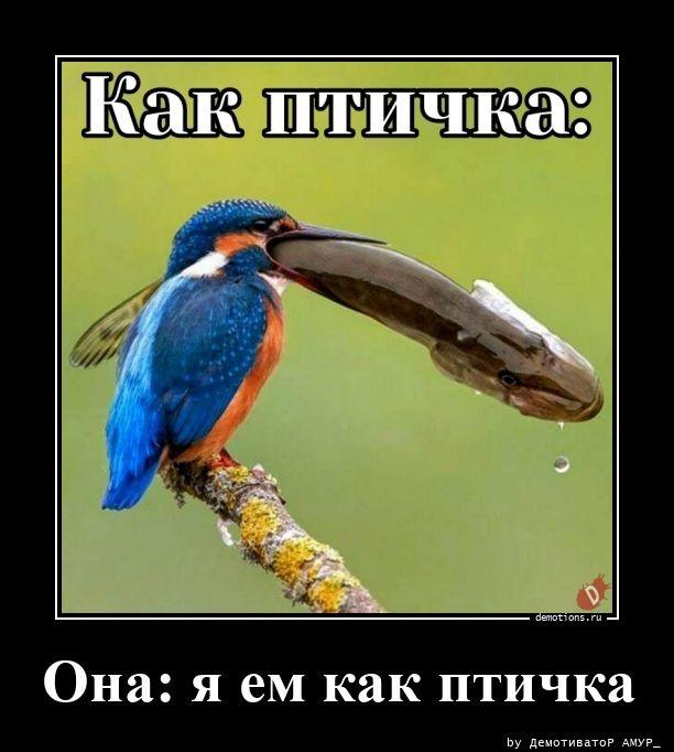 
			Демотиваторы №3657 (20 фото)