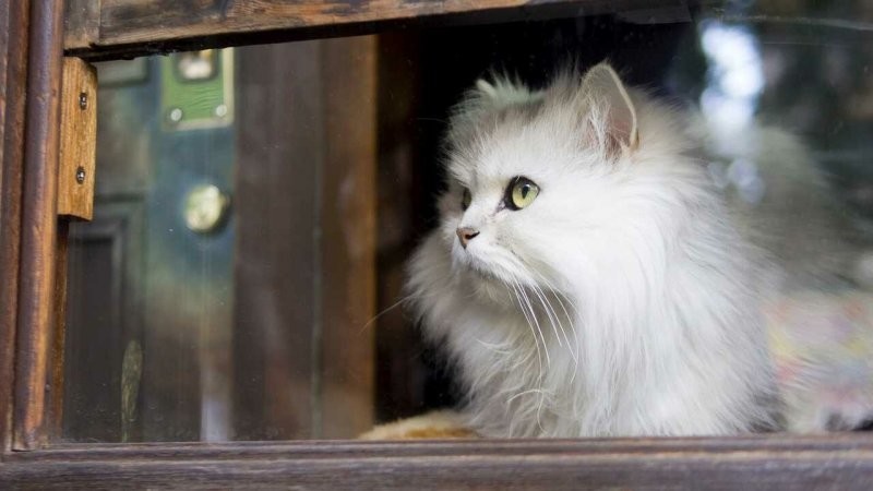 
        Оконные занятия котиков: 20+ философов, мечтателей и профессиональных наблюдателей    