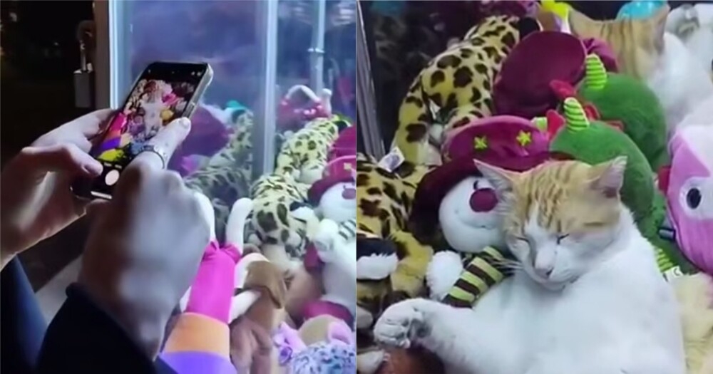 
        Кот залез в автомат с мягкими игрушками    