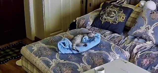 
        Котик старательно делает себе лежанку из пледа    