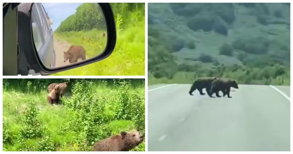 
        Медвежата выпрашивают еду у водителей на Камчатке    