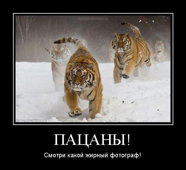 
			Демотиваторы №3677 (20 фото)