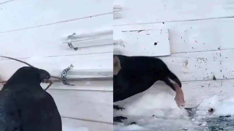 
        Очень умный ворон    
