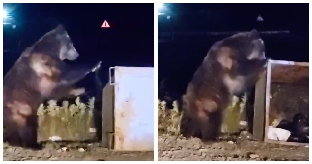 
        Медведь вышел из леса и устроил погром на помойке    