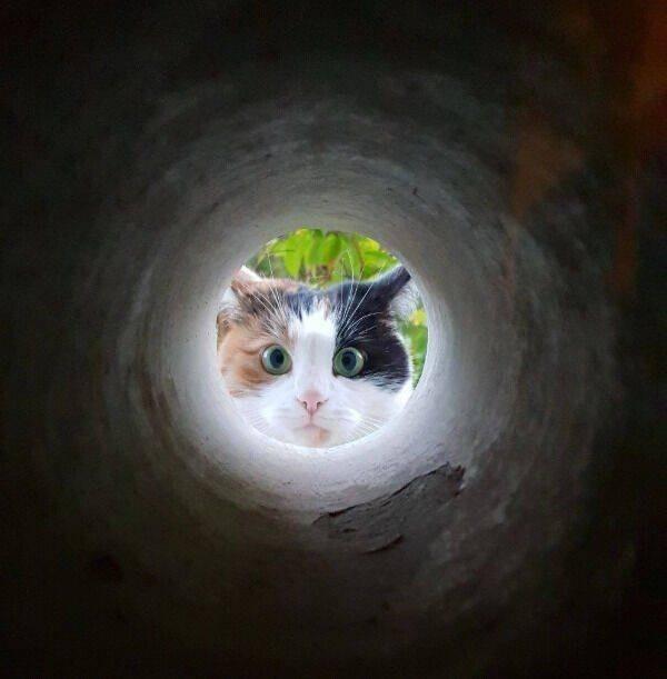 Фотоприколы с кошками
