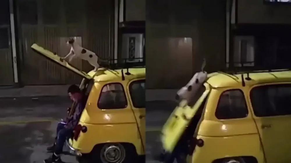 
        Покушение кота на человека попало на видео    