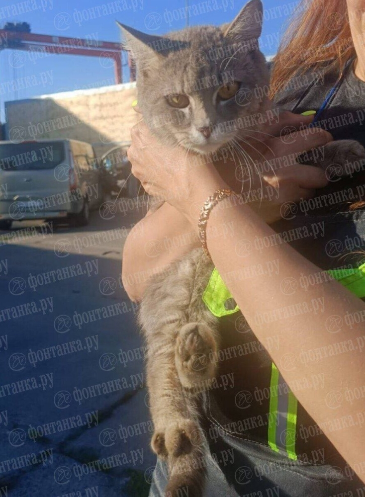 
        Кот просидел неделю без еды и воды в контейнере грузового судна    