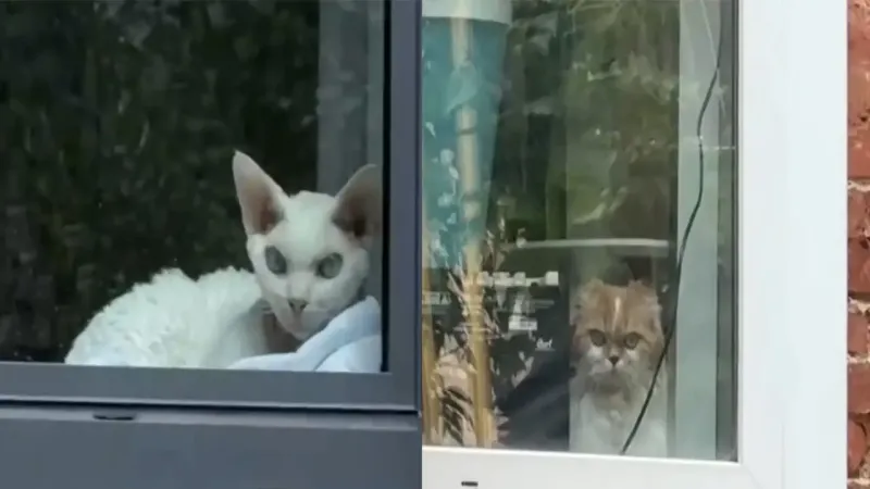 
        Коты устроили игру в гляделки    