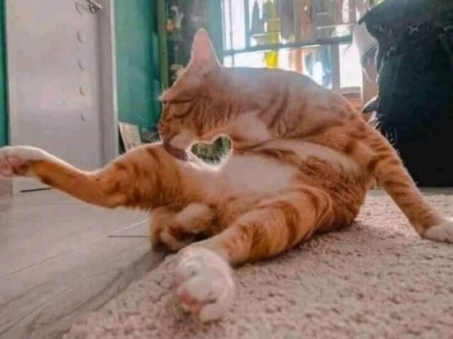 
        Кошачьи каникулы: 20 способов провести лето так, как его проводят котики    