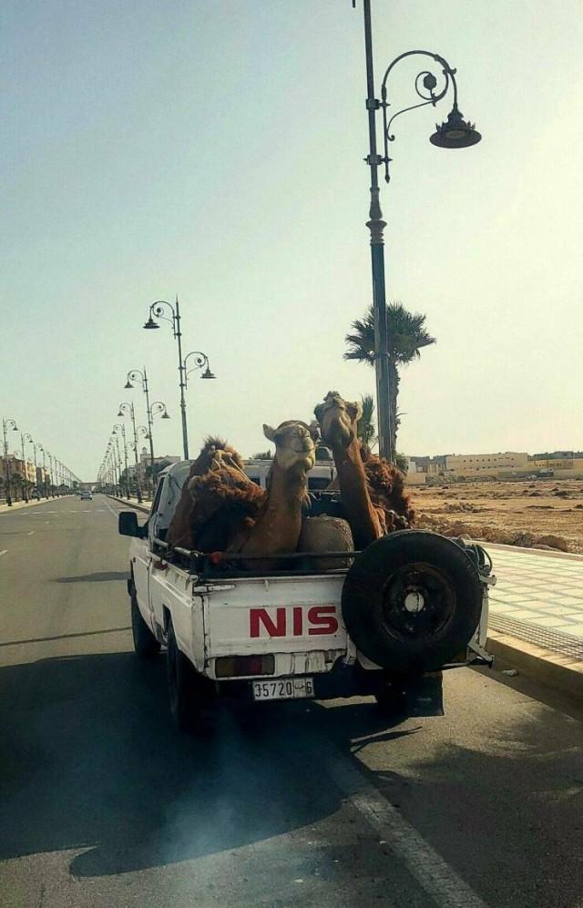 АВТОприкольные картинки для всех и для каждого